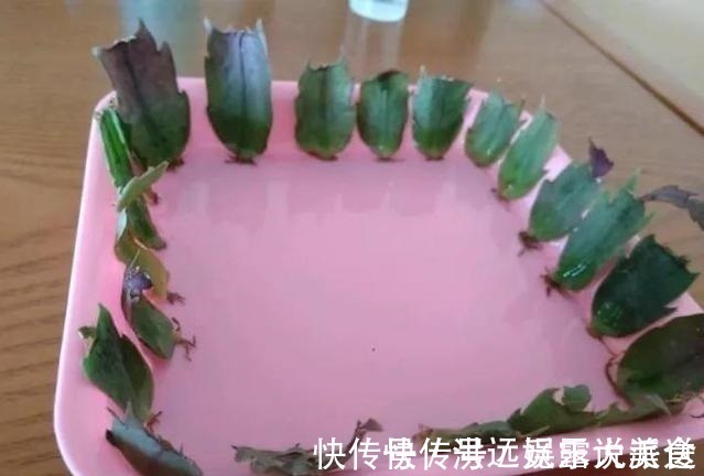 蟹爪兰|4种花现在扦插,枝条扔土里“生根快”,当年开花,变成养花大户