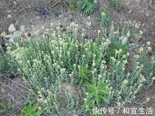 日华子本草|长在水田的一种野菜,俗称“水牛花”,药食两用,若见到就摘点