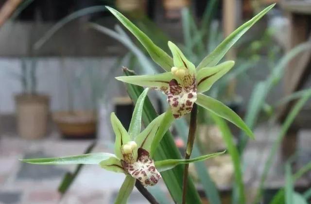 最全的兰花大鉴赏,看看你都见过几种兰花!