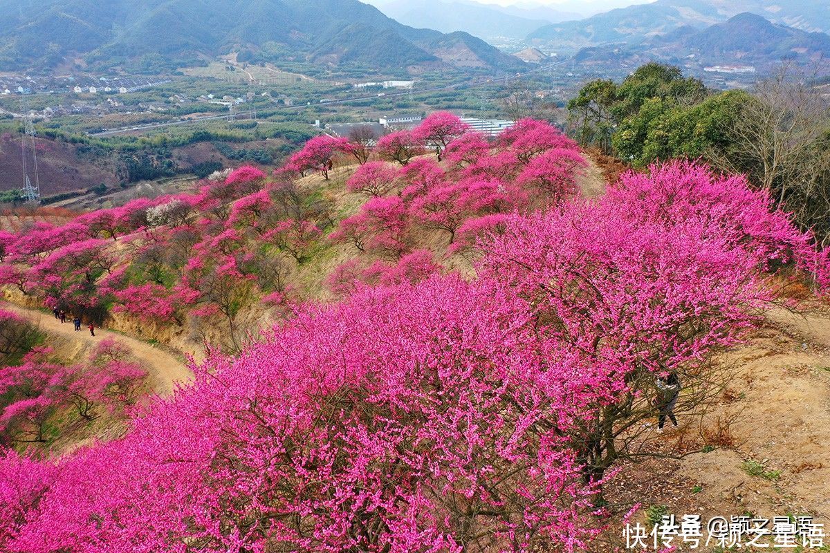 宁波第一免费赏梅地，梅开成海，春节打卡地