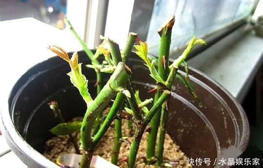 扦插|扦插月季只需做“2点”,生根快,易成活,长出新芽,直接开爆盆