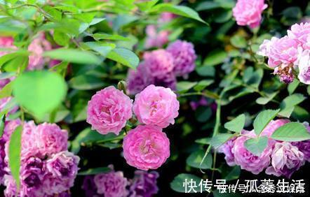 这种漂亮又好养活的花,揪个叶子就发芽,一盆养成几十盆!