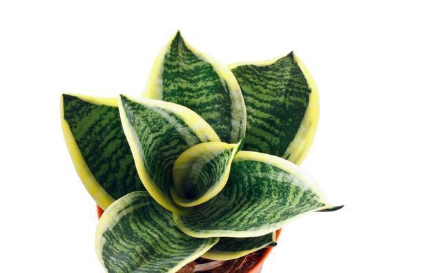 坏事|3种植物最怕“乱浇水”,有时候太勤快反而坏事,管住手,不烂根