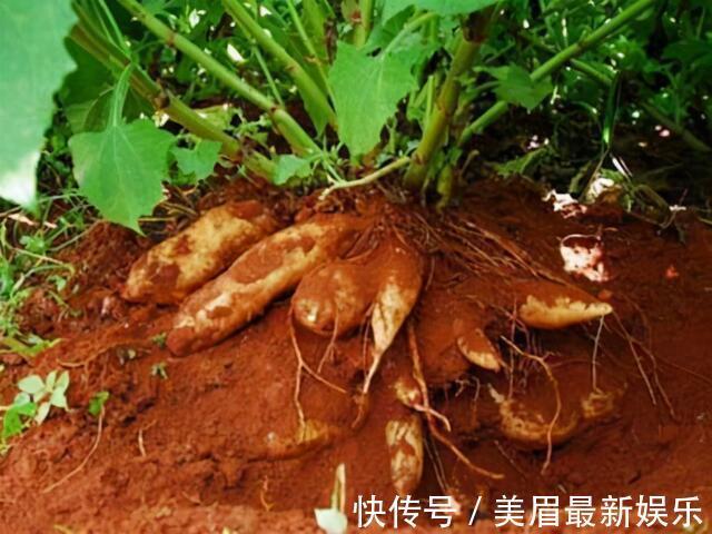 食物|健康的人常吃3种食物,可以排毒护肝,安神助眠增强体质