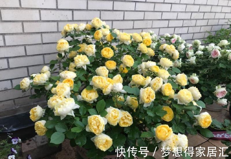 此款黄色微型月季，种一次年年开花，皮实好养颜值高，适合新手