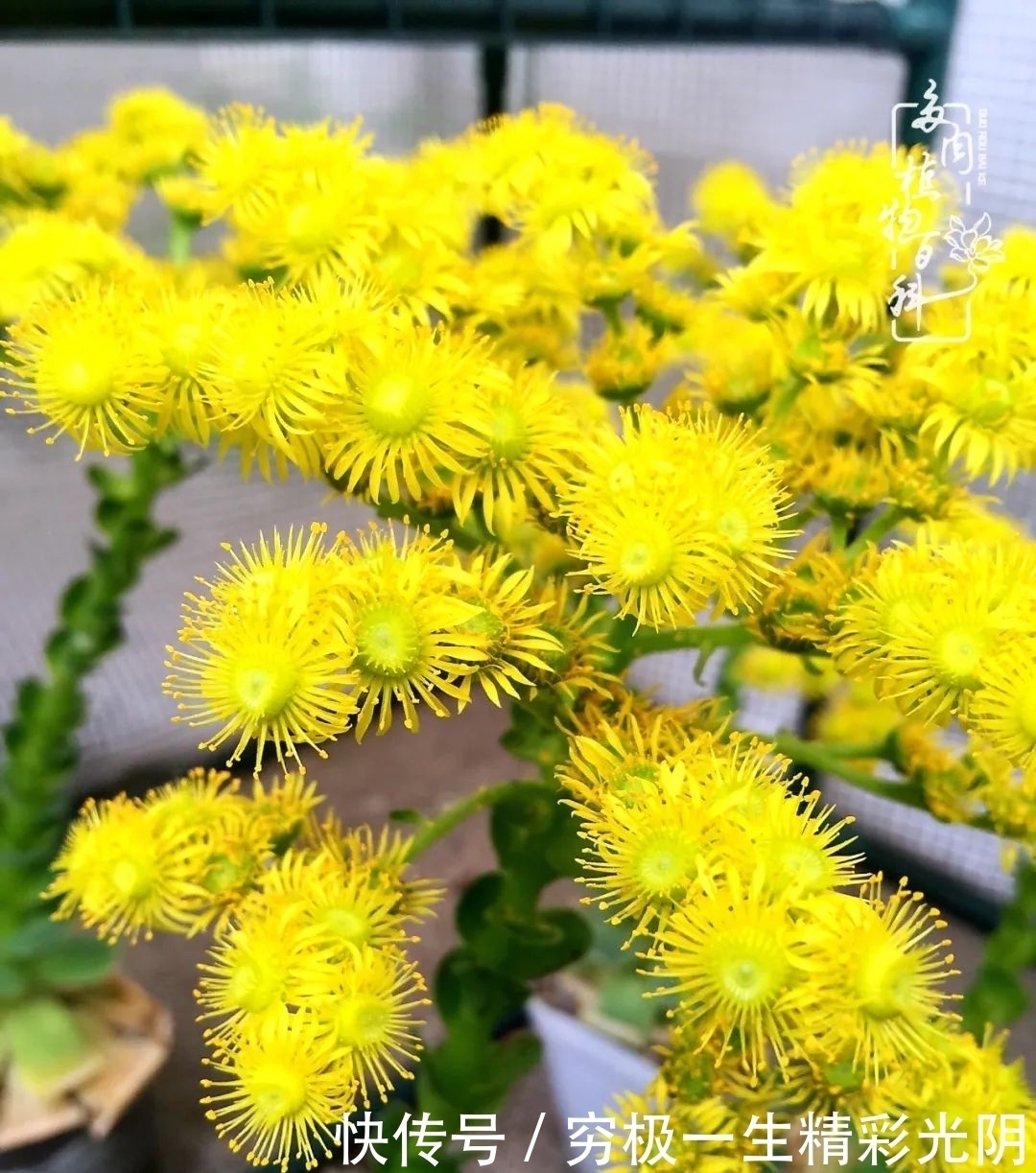 山地玫瑰的那些事儿关于养护过程中遇到的灵魂18问