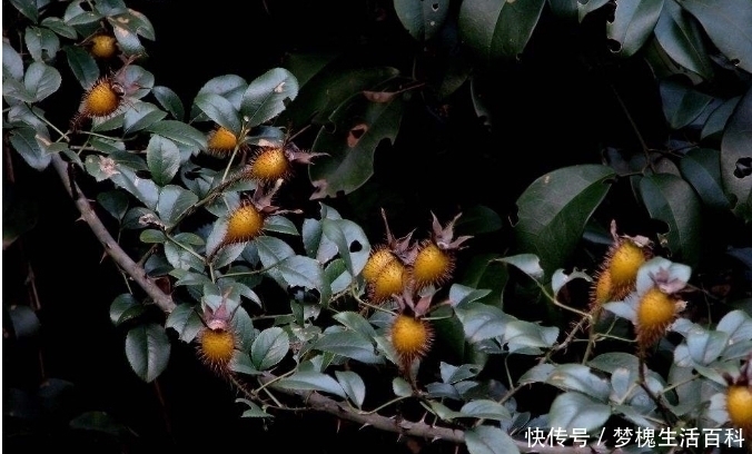 金樱子|它浑身是刺,却比蜜甜,采摘者非常多,却没人种植!