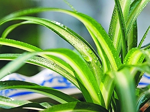 养吊兰有“妙招”,浇水摻点“小颗粒”,2月长出“水晶根”