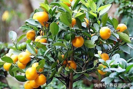 只养花太单调,家中也可以盆栽果树,这3种果树,盆栽结果量大