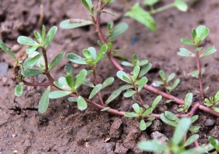 补气|这四种野菜个个是宝,补气活血、清热解毒,爱吃就是收获健康!