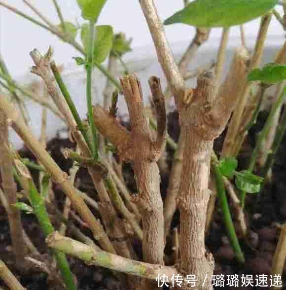 茉莉花开败后，这样剪，再施点“猛肥”，新芽不断冒，开花一茬茬