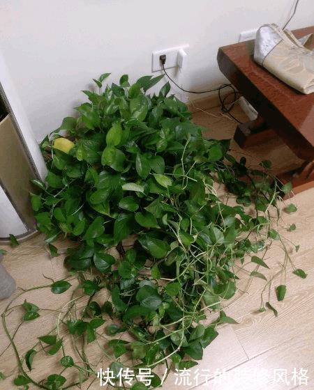绿萝长得慢,1个方法,拼命长成绿胡须爷爷