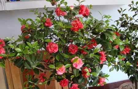 开春了,给茶花喂勺黑绿水,浇几次后猛长新芽,大花一朵接一朵!