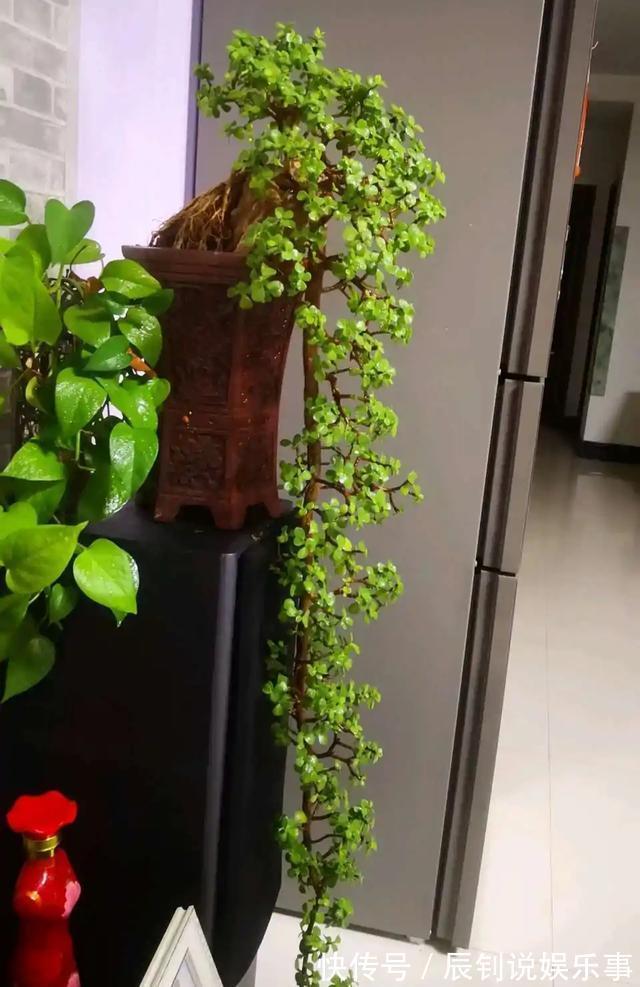 7种“富贵花”,客厅养一盆很合适,越养越值钱,能活一百年