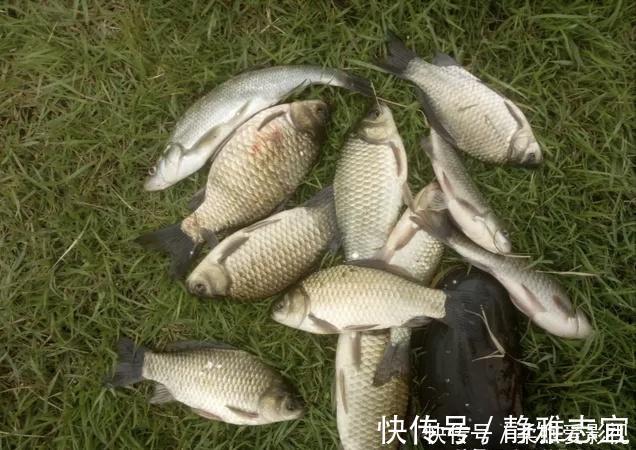 深秋季节转换，野钓鲫鱼钓深还是浅，钓近还是远？四个因素很关键