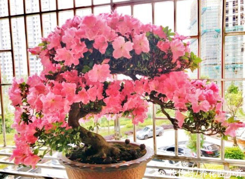 杜鹃花春天有“三勤”，做好叶子油绿满树新芽，到了花期就爆盆