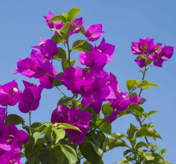 养护三角梅,我们就做好这“4点”养起来简单,开花漂亮