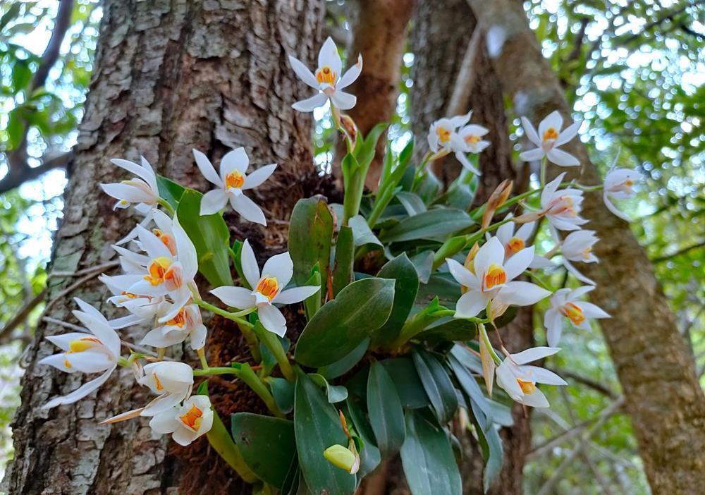  不烂|兰花喜欢“三垃圾”，土里埋一点，不烂根猛窜芽，爆出一圈大花苞