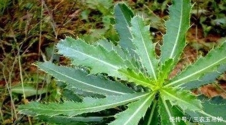 农民朋友|农村一种杂草，一般越拔越多，现在发现是止血效果好的中药材