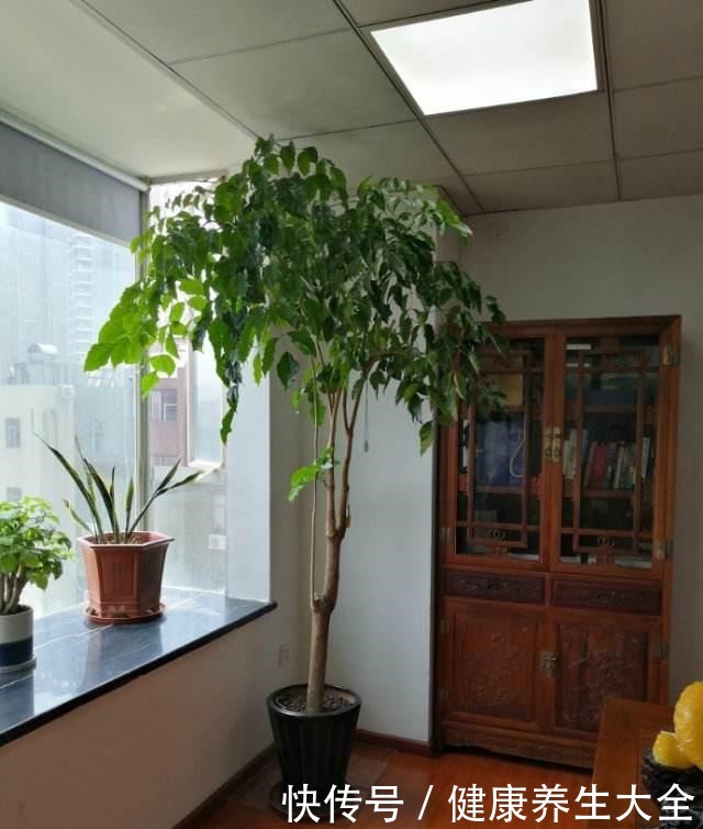 9种大型绿植,耐阴怕晒,放在室内养得好!9种大型绿植,耐阴怕晒,放在室内养得好!