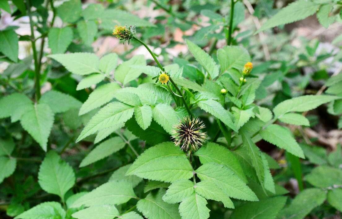 抗癌|农村烂地的“鬼针草”,是治疗高血压的神草,抗癌,你认识吗