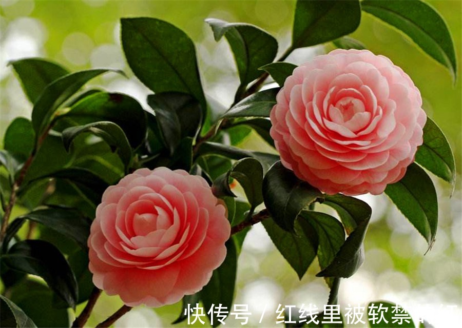 秋天养茶花,紧抓4个要点,花苞长满枝头,冬天轻松开爆盆