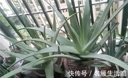 悬念|芦荟年年“满小崽”，到底怎么养，做好4点，爆盆毫无悬念
