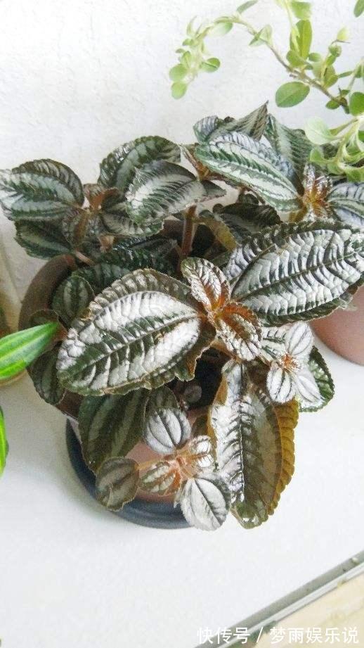 花叶|花叶冷水花耐阴又好养,在家养上一盆,清新又雅致