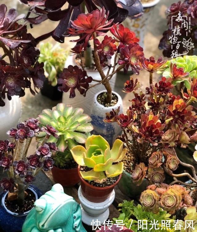 多肉法师欣赏在最美法师季,法师丛中一定住着小天使!