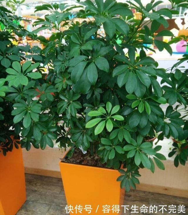 甲醛|养这4盆花,在家吸烟也不怕,二手烟吸光光,空气清新,一家健康