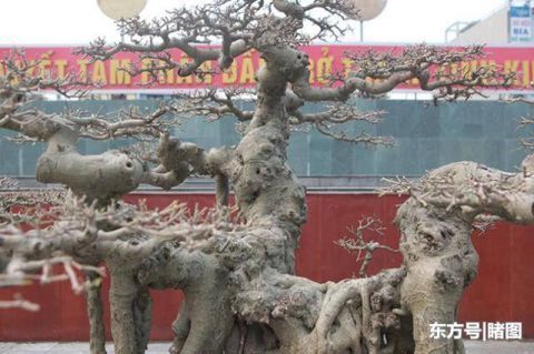 男子|男子15年前花三千元买棵盆景树,现有人出价数十万不舍得卖