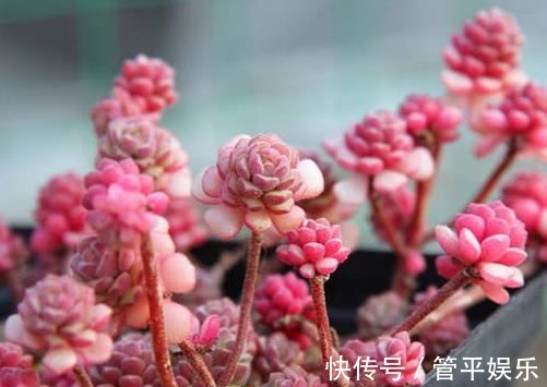 叶片|多肉春之奇迹怎么养教你3个小窍门,轻松养出爆盆的春之奇迹