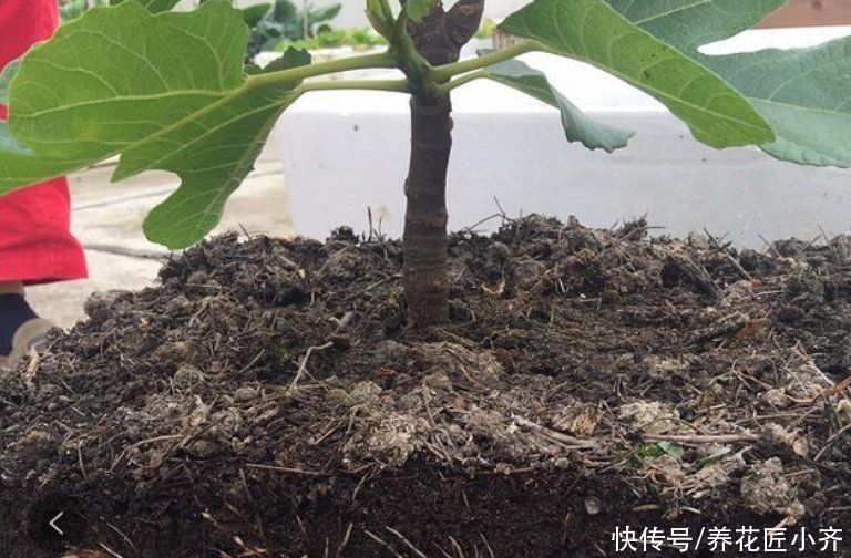 春天养花要换盆，注意5个关键，新根长满盆，植株才旺盛