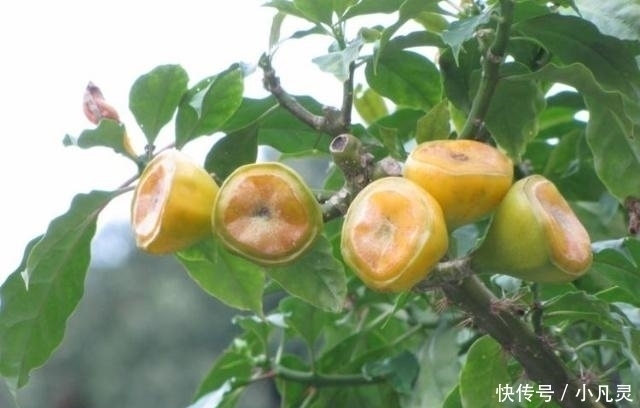 它才是真正的“维C之王”,维C含量是猕猴桃的84倍,却少有人吃过