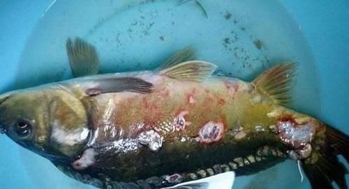 鱼鳞|这5种鱼别再买给孩子吃了,不仅没营养还影响健康,你选对了吗?