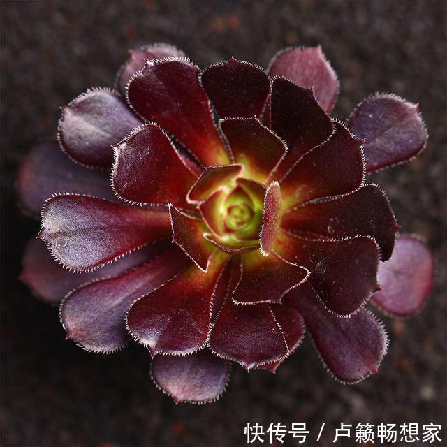 秋天怎能不养多肉这4种多肉会“变色”，给点阳光就有惊喜