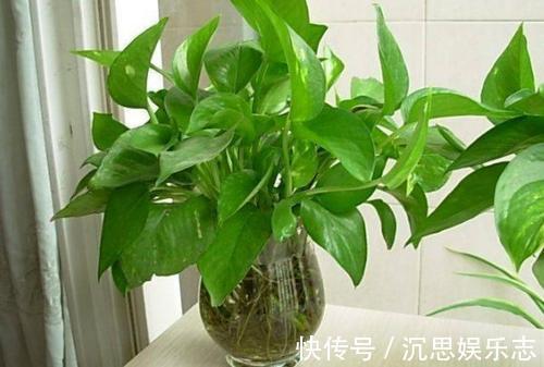 空气净化器|农村这三种“吸毒花”，被称作“天然空气净化器”，你肯定不知道