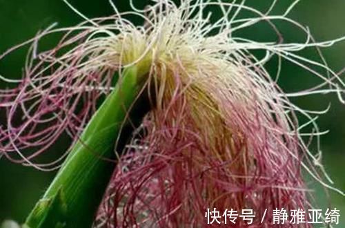 血压|患有高血压,这几种食物要多吃,净化血液,血压稳降不升