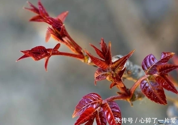 滋阴|农村这些野菜,美容驻颜、滋阴润燥、清热解毒,怕老就吃它