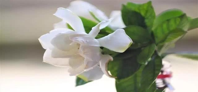 高墙还|洁白无瑕,花香悠远,又到一年飘香季