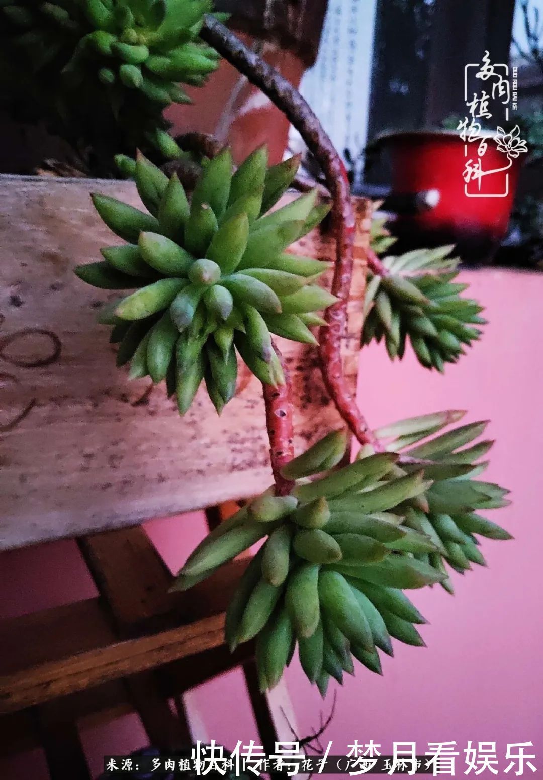 为了爱情|为了爱情来到陌生城市，偶遇多肉，地老天荒的爱恋！