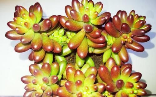 施肥|养多肉虹之玉,注意此4点,叶子红绿相间,像圣诞树和老人