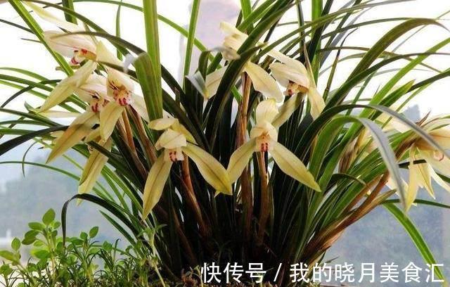 栀子花,兰花不开花,水里加点它,只喷一点点,阳台秒变大花园