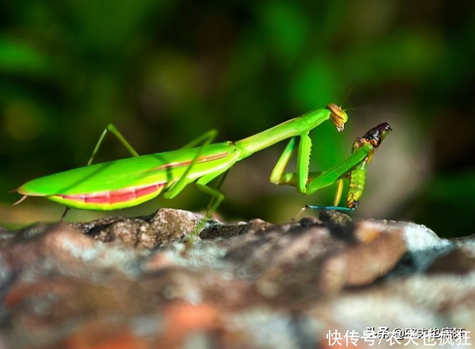  火烤|农村叫它树?狗?，很多人吃过，用火烤特香，今涨到200元1斤