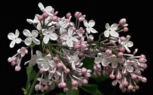 不如养一盆“丁香花”吧！养护记住以下3个小技巧，花开鲜艳旺盛