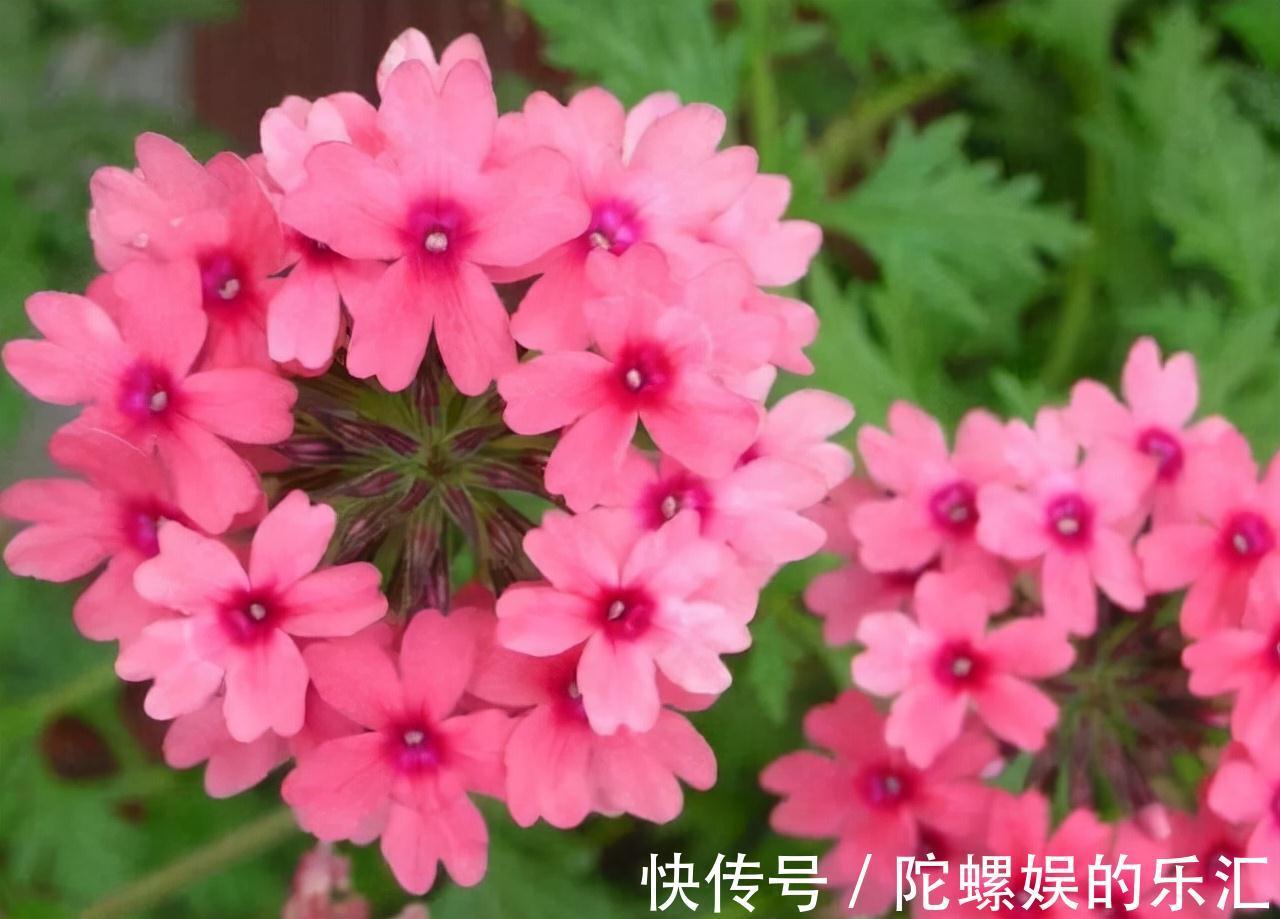 农历九月十八霜降后,养什么花?家里养3种花,年逢盛世寿赛苍松