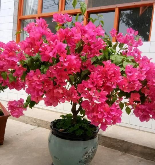 长寿花|养这4种花，夏天不能“偷懒”，没事“剪一剪”，秋季开花就爆盆