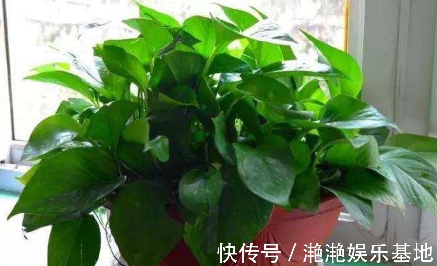 家里最适合“5种花卉”，好养易爆盆，关键“空气好、病菌少”！