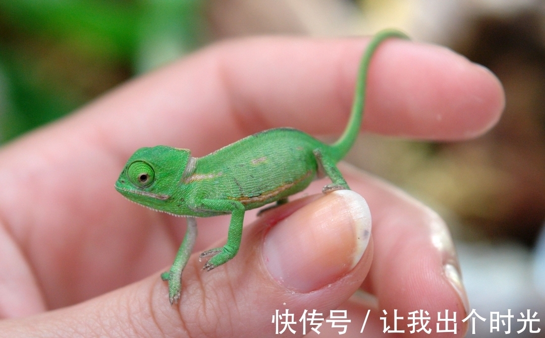 纳米晶体|变色不是为了“伪装”?而是交流和控制体温,动画片都是骗人的