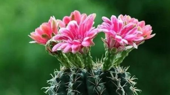 盆景|这3种花要“穷养”,盆小水少长得好,爆出侧芽养成老桩盆景